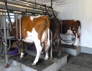 milking cows